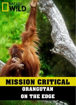 Mission Critical: Orangutan On The Edge